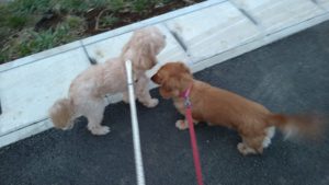 酒々井近郊のペットホテルセカンドファミリー／夜のお時間　2021年3月9日