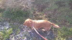 24時間ドッグトレーナー常駐のペットホテルセカンドファミリー／朝のお時間　2021年3月10日