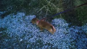 24時間ドッグトレーナー常駐のペットホテルセカンドファミリー／夜のお時間　2021年3月10日