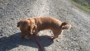 フリースペースのペットホテルセカンドファミリー／朝のお時間　2021年3月11日