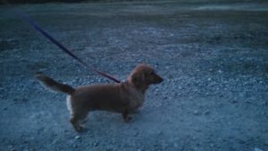 フリースペースのペットホテルセカンドファミリー／夜のお時間　2021年3月11日