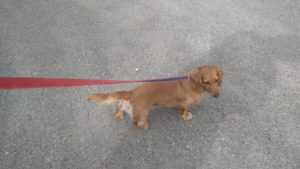 成田空港近郊のペットホテルセカンドファミリー／朝のお時間　2021年3月12日