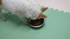 成田空港近郊のペットホテルセカンドファミリー／夜のお時間　2021年3月12日