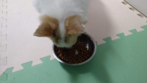 富里市のペットホテルセカンドファミリー／朝のお時間　2021年3月13日