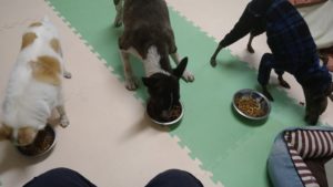 富里市のペットホテルセカンドファミリー／夜のお時間　2021年3月13日