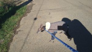 成田市近郊のペットホテルセカンドファミリー／朝のお時間　2021年3月14日