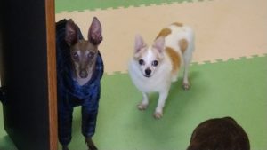 お預かりの様子