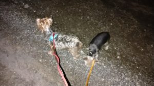 成田市近郊のペットホテルセカンドファミリー／夜のお時間　2021年3月14日