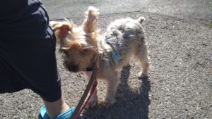 印西市近郊のペットホテルセカンドファミリー／朝のお時間　2021年3月15日