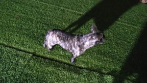 成田空港近郊のペットホテルセカンドファミリー／夜のお時間　2021年3月19日