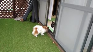 富里市のペットホテルセカンドファミリー／午後のお時間　2021年3月20日