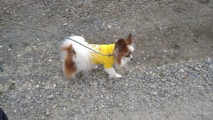 富里市のペットホテルセカンドファミリー／朝のお時間　2021年3月20日