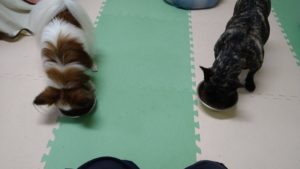 富里市のペットホテルセカンドファミリー／夜のお時間　2021年3月20日