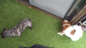 成田市近郊のペットホテルセカンドファミリー／朝のお時間　2021年3月21日