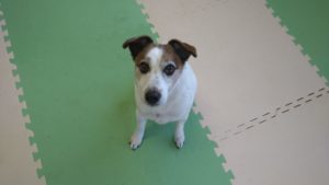 酒々井近郊のペットホテルセカンドファミリー／午後のお時間　2021年3月23日