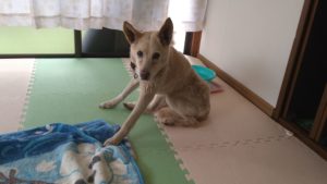 成田市近郊のペットホテルセカンドファミリー／朝のお時間　2021年3月28日