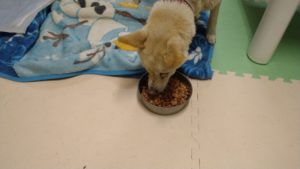 成田市近郊のペットホテルセカンドファミリー／夜のお時間　2021年3月28日