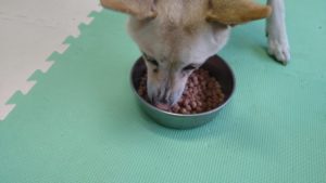 印西市近郊のペットホテルセカンドファミリー／朝のお時間　2021年3月29日