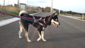 印西市近郊のペットホテルセカンドファミリー／夜のお時間　2021年3月29日