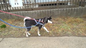 酒々井近郊のペットホテルセカンドファミリー／朝のお時間　2021年3月30日