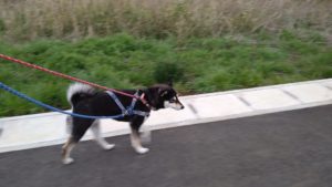 酒々井近郊のペットホテルセカンドファミリー／夜のお時間　2021年3月30日