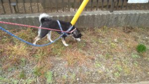 24時間ドッグトレーナー常駐のペットホテルセカンドファミリー／朝のお時間　2021年3月31日