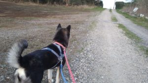 24時間ドッグトレーナー常駐のペットホテルセカンドファミリー／夜のお時間　2021年3月31日