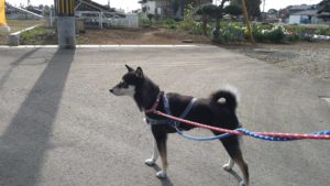 フリースペースのペットホテルセカンドファミリー／朝のお時間　2021年4月1日