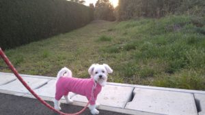 フリースペースのペットホテルセカンドファミリー／夜のお時間　2021年4月1日