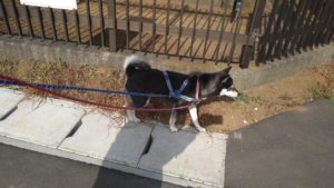 成田空港近郊のペットホテルセカンドファミリー／朝のお時間　2021年4月2日