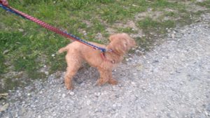 成田空港近郊のペットホテルセカンドファミリー／夜のお時間　2021年4月2日