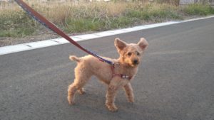 富里市のペットホテルセカンドファミリー／夜のお時間　2021年4月3日