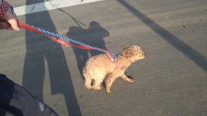 富里市のペットホテルセカンドファミリー／朝のお時間　2021年4月3日