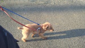 成田市近郊のペットホテルセカンドファミリー／朝のお時間　2021年4月4日