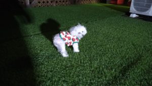 夜と朝のお時間　2021/4/12