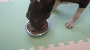 24時間ドッグトレーナー常駐のペットホテルセカンドファミリー／朝のお時間　2021年4月14日