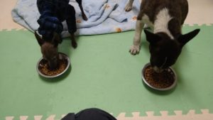 24時間ドッグトレーナー常駐のペットホテルセカンドファミリー／夜のお時間　2021年4月14日