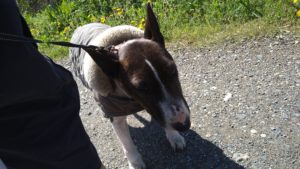 フリースペースのペットホテルセカンドファミリー／朝のお時間　2021年4月15日