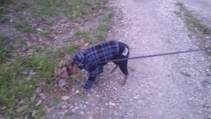 フリースペースのペットホテルセカンドファミリー／夜のお時間　2021年4月15日