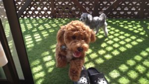 成田空港近郊のペットホテルセカンドファミリー／朝のお時間　2021年4月16日