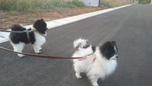 成田市近郊のペットホテルセカンドファミリー／夜のお時間　2021年4月18日