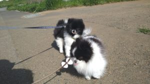 印西市近郊のペットホテルセカンドファミリー／朝のお時間　2021年4月19日