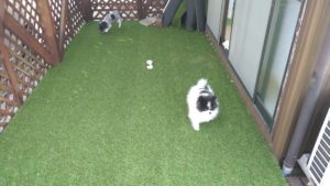 印西市近郊のペットホテルセカンドファミリー／午後のお時間　2021年4月19日