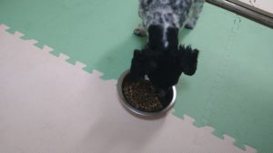 印西市近郊のペットホテルセカンドファミリー／夜のお時間　2021年4月19日