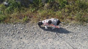 酒々井近郊のペットホテルセカンドファミリー／朝のお時間　2021年4月20日