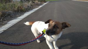 フリースペースのペットホテルセカンドファミリー／夜のお時間　2021年4月22日