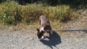 成田空港近郊のペットホテルセカンドファミリー／朝のお時間　2021年4月23日