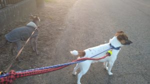 成田空港近郊のペットホテルセカンドファミリー／夜のお時間　2021年4月23日