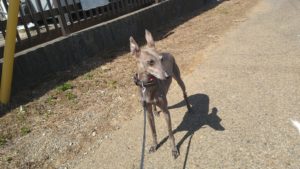 富里市のペットホテルセカンドファミリー／朝のお時間　2021年4月24日