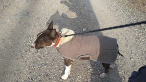 富里市のペットホテルセカンドファミリー／夜のお時間　2021年4月24日